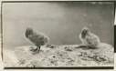 Image of 2- young Glaucous Gulls on ledge on cliff